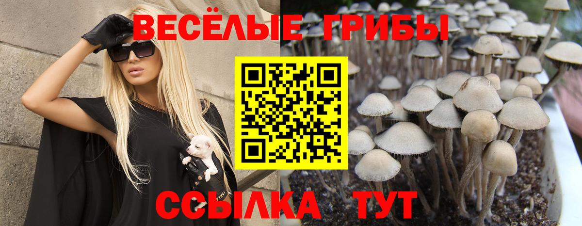 Псилоцибиновые грибы MAGIC MUSHROOMS  Галлюциногенные грибы Psilocybe  Вход с VPN  Химки 